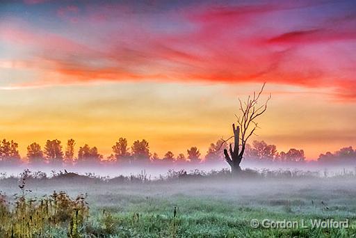 Dead Tree In Misty Sunrise_P1170395-7.jpg - Photographed near Kilmarnock, Ontario, Canada.